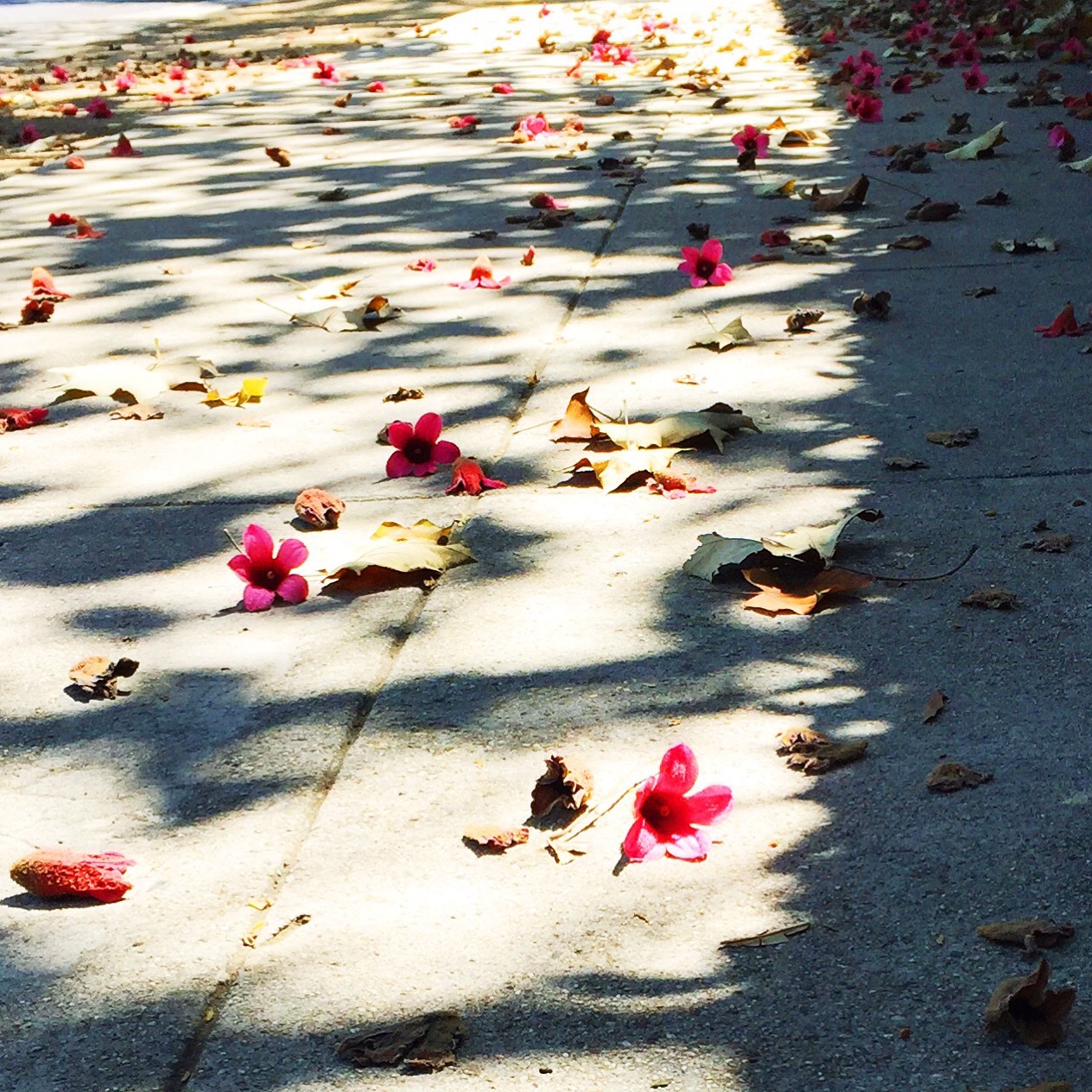 pink flowers on the sidewalk