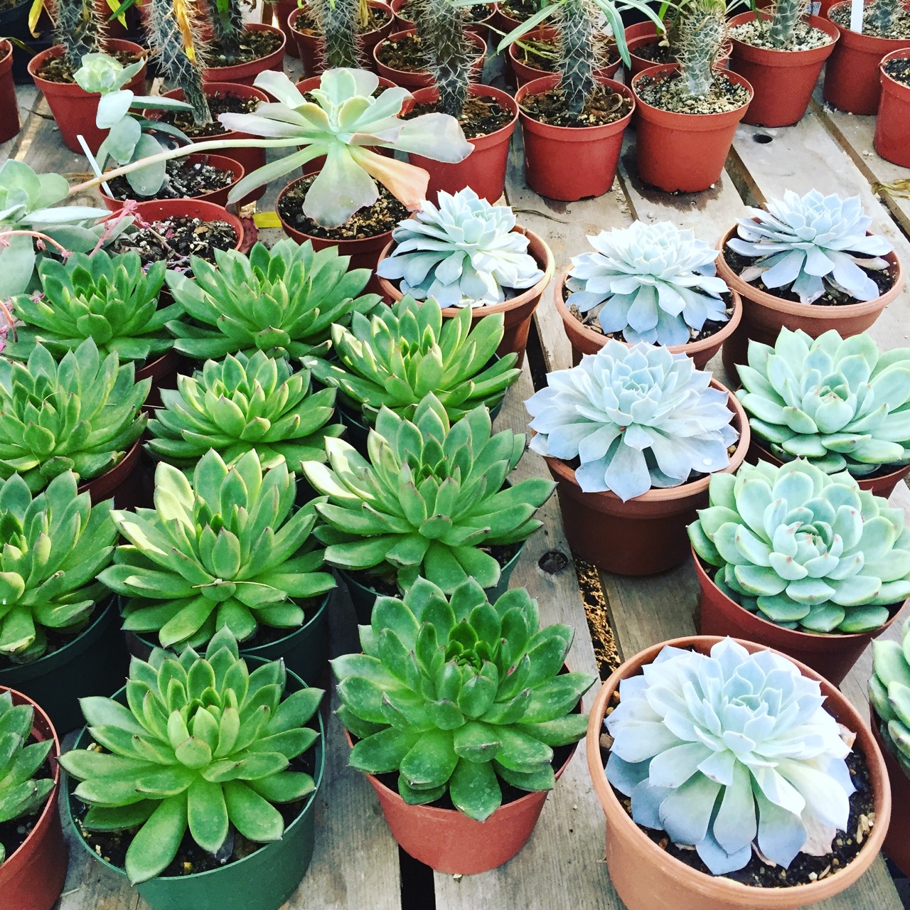 succulents from moorten botanical garden in palm springs